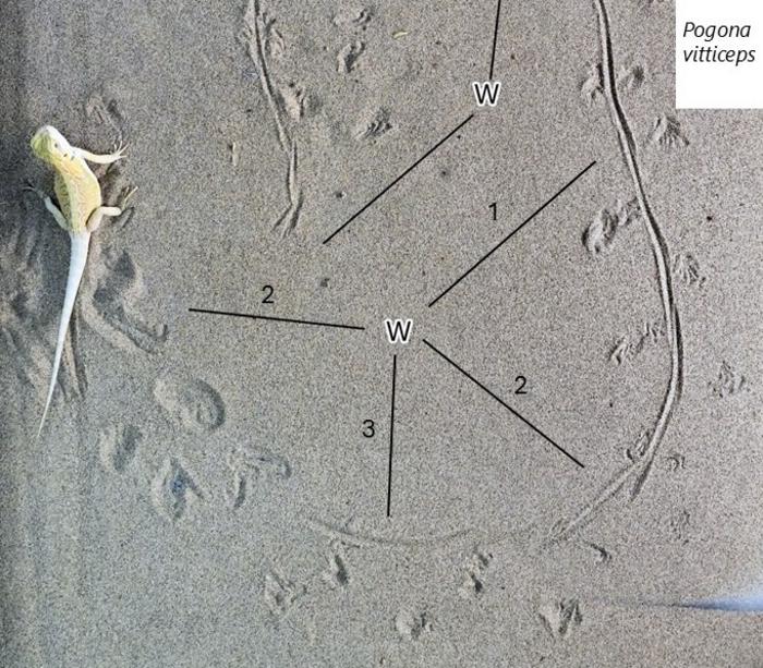 Imagen: Científicos de MUJA y la Universidad de Geociencias de China documentan las primeras huellas de lagarto jurásico de Europa en Asturias